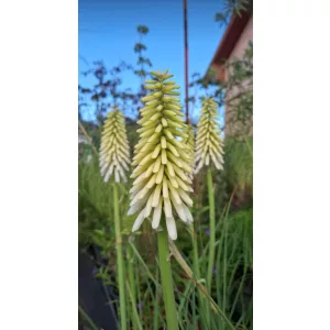 Kniphofia Magical Snow Storch - Fáklyaliliom