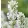 Lavandula angustifolia BeeZee White - Közönséges levendula