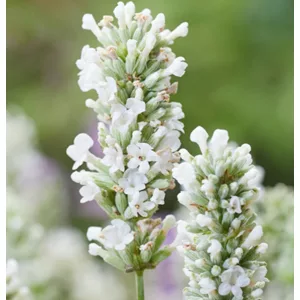   Lavandula angustifolia BeeZee White - Közönséges levendula