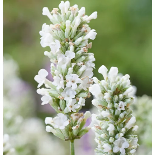 Lavandula angustifolia BeeZee White - Közönséges levendula