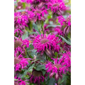 Monarda On Parade - Méhbalzsam