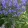 Nepeta × hybrida Blue Planet - Macskamenta