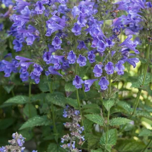 Nepeta × hybrida Blue Planet - Macskamenta