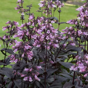 Penstemon digitalis DAKOTA Burgundy - Bugatölcsér