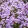 Phlox paniculata GARDEN GIRLS Fancy Girl - Bugás lángvirág