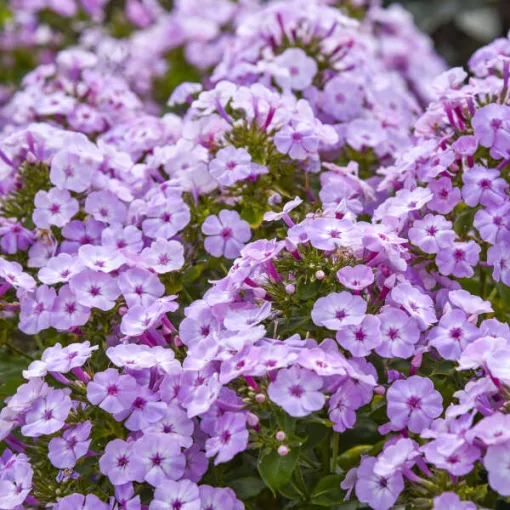 Phlox paniculata GARDEN GIRLS Fancy Girl - Bugás lángvirág