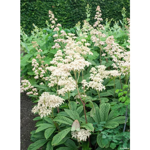 Rodgersia pinnata White - Tópartifű