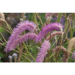 Sanguisorba hakusanensis Lilac Squirrel - Vérfű