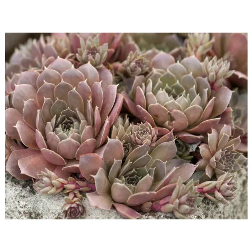 Sempervivum marmoreum Brunneifolium - Kövirózsa