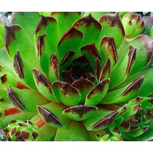 Sempervivum Reinhardt - Kövirózsa