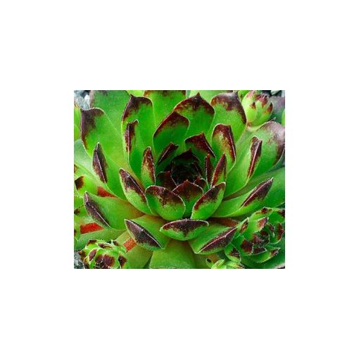Sempervivum Reinhardt - Kövirózsa