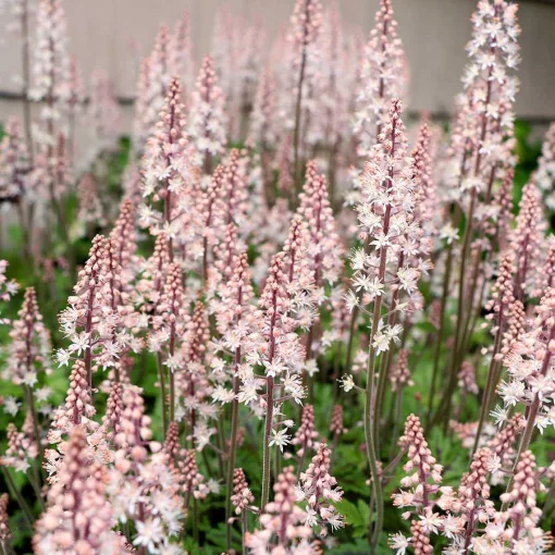 Tiarella SYLVAn Lace - Turbántok