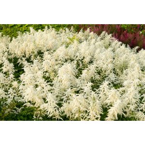Astilbe Deutschland - Tollbuga