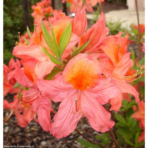 Azalea knapphill Mount Saint Helens - Knapp-hill azálea