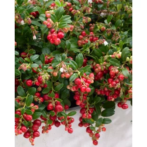 Vaccinium vitis-idaea Fireballs - Vörös áfonya