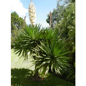 Yucca gloriosa - Pompás pálmaliliom