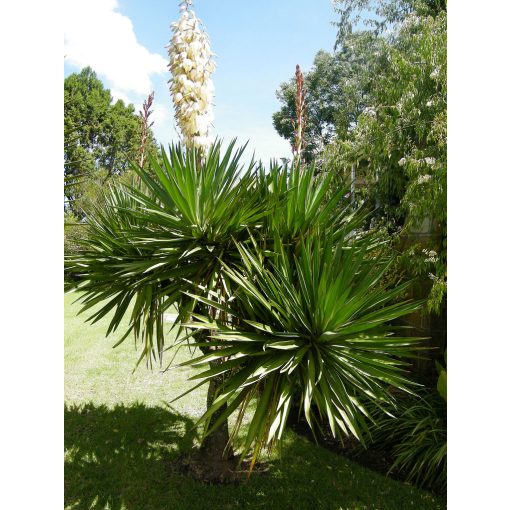 Yucca gloriosa - Pompás pálmaliliom
