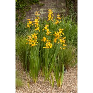 Iris spuria Yellow - Korcs nőszirom