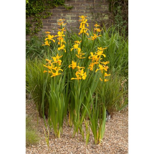 Iris spuria Yellow - Korcs nőszirom