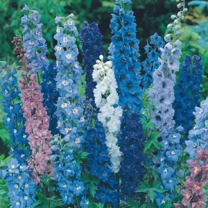 Delphinium Mix - Évelő szarkaláb