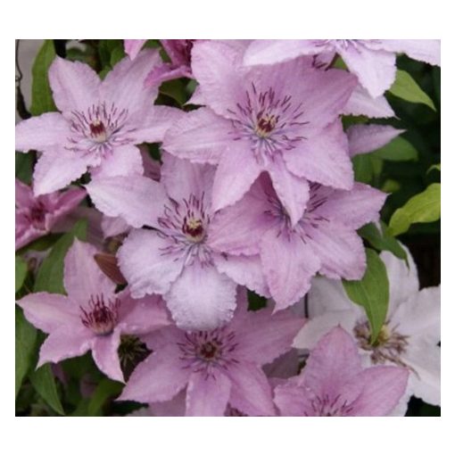 Clematis Hagley Hybrid - Klemátisz