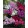 Phlox paniculata  Mix - Bugás lángvirág