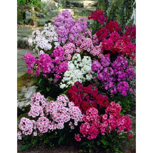 Phlox paniculata  Mix - Bugás lángvirág