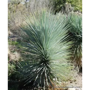Yucca rigida - Kék yucca