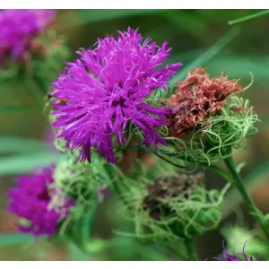 Vernonia arkansana - Vernónia