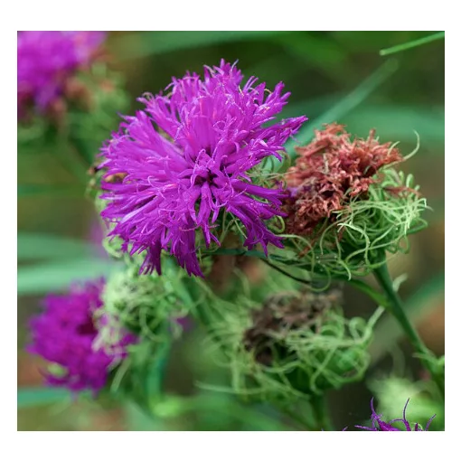 Vernonia arkansana - Vernónia