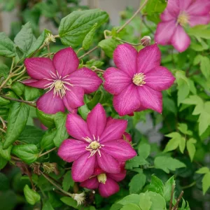 Clematis Ville de Lyon
