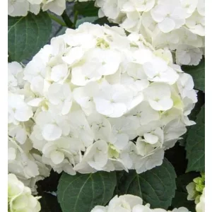 Hydrangea macrophylla Early White - Kerti hortenzia