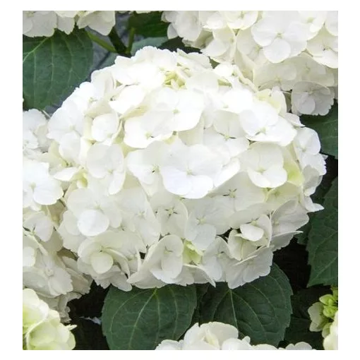 Hydrangea macrophylla Early White - Kerti hortenzia