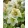 Helleborus Diamonfire - Keleti hunyor