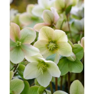 Helleborus Diamonfire - Keleti hunyor