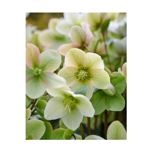 Helleborus Diamonfire - Keleti hunyor