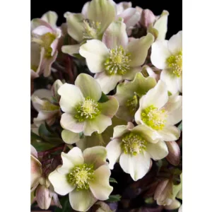 Helleborus Guess - Keleti hunyor