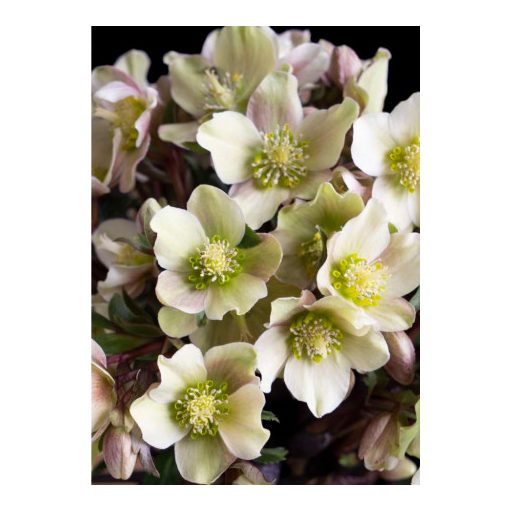 Helleborus Guess - Keleti hunyor