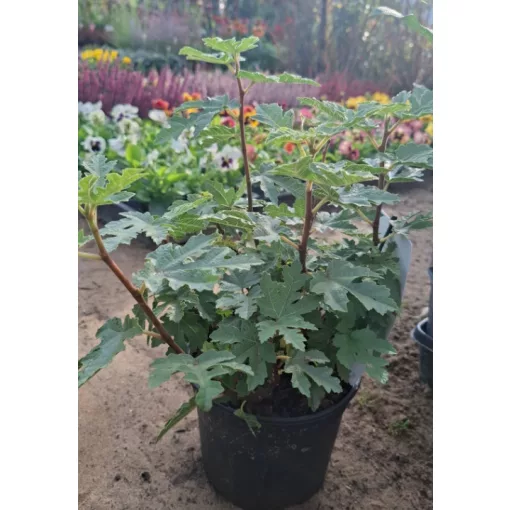 Ficus Silver Lyre - Afgán füge