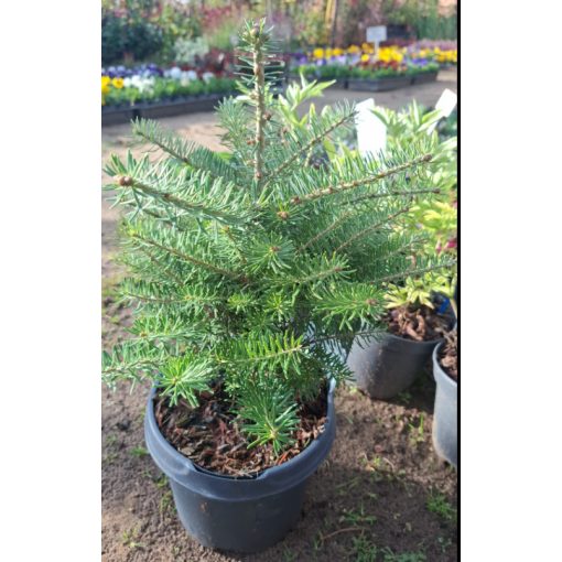 Abies koreana - Koreai jegenyefenyő