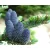 Abies koreana - Koreai jegenyefenyő