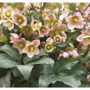 Helleborus Angel Glow - Keleti hunyor