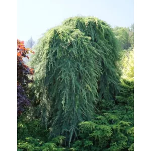 Cedrus deodara Pendula - Himalájai cédrus