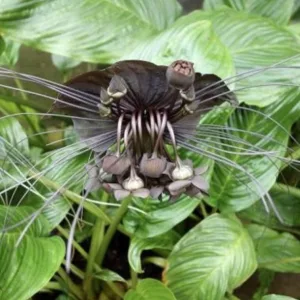 Tacca chantrieri - Denevérvirág