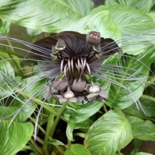 Tacca chantrieri - Denevérvirág