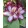 Rhododendron Happydendron Pushy Purple - Havasszépe