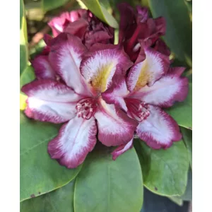 Rhododendron Happydendron Pushy Purple - Havasszépe