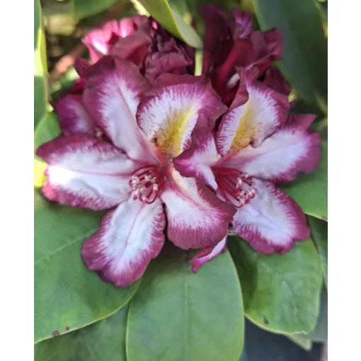 Rhododendron Happydendron Pushy Purple - Havasszépe