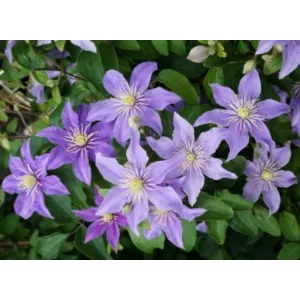 Clematis Justa