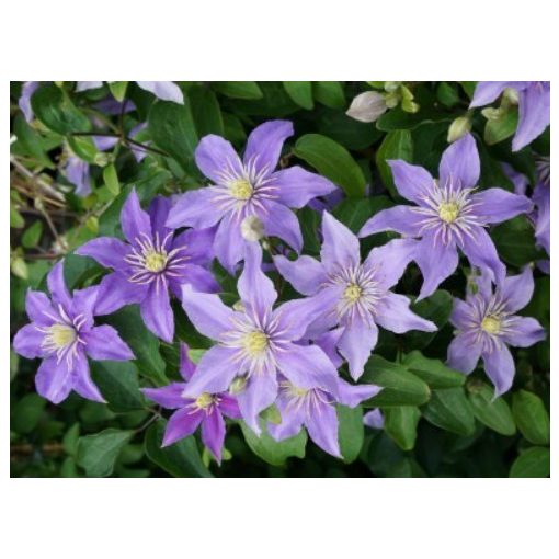 Clematis Justa